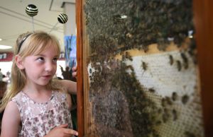 Ellie Turner, seven,  from Haydock gets up close to the bees